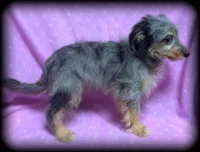 Primrose, a female Shetland Sheepdog and Poodle - Toy  for sale in Shawano, WI – Photo 2 of 3