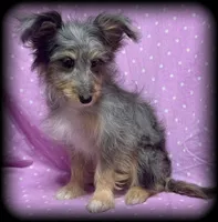 Primrose, a female Shetland Sheepdog and Poodle - Toy  for sale in Shawano, WI – Photo 1 of 3