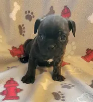 Grasshopper , a male Boston Terrier and Bugg for sale in Shawano, WI – 2 of 3
