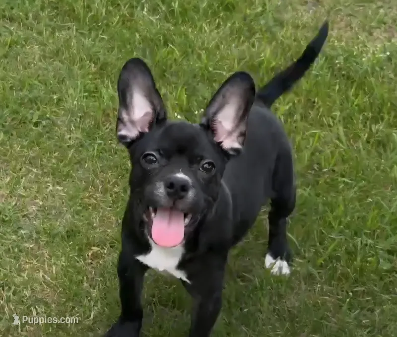 Blizzard  – French Bulldog, Bugg puppy for sale in Shawano, WI