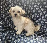 Tiller, a male Bichon Frise and Shih Tzu for sale in Shawano, WI – 1 of 4