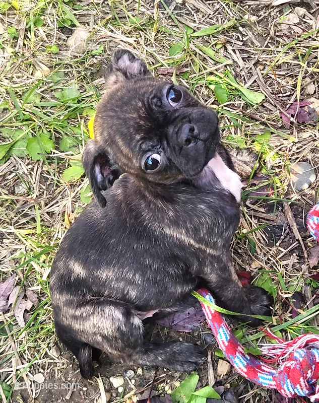 Katydid – Boston Terrier, Bugg puppy for sale in Shawano, WI