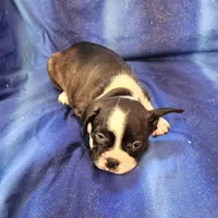 Jebb, a male Frenchton for sale in Shawano, WI – 3 of 7