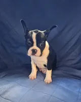 Jaxx, a male Frenchton for sale in Shawano, WI – 5 of 7