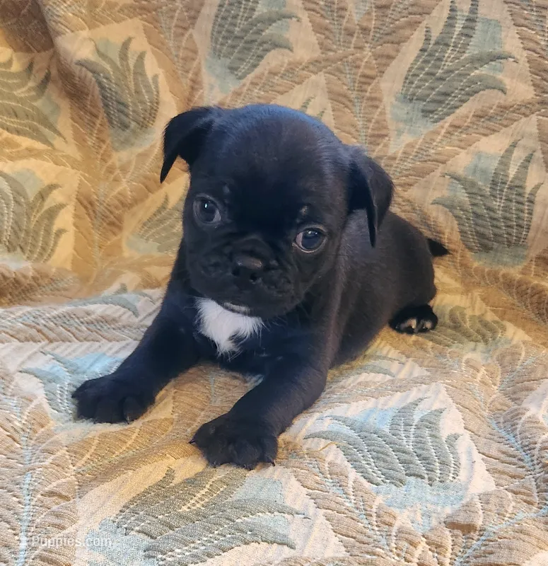Beans – Boston Terrier, Bugg puppy for sale in Shawano, WI