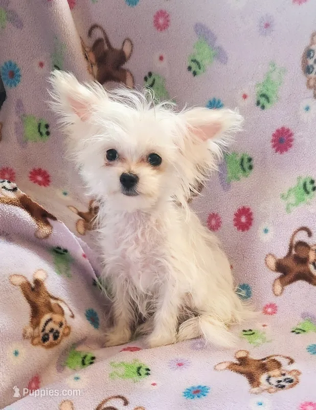Prima – Chihuahua, Maltese puppy for sale in Shawano, WI