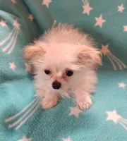 Oryah, a female Bichon Frise and Chihuahua for sale in Shawano, WI – 4 of 4