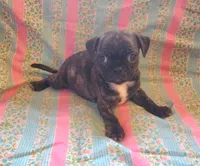 Katydid, a female Boston Terrier and Bugg for sale in Shawano, WI – 2 of 3
