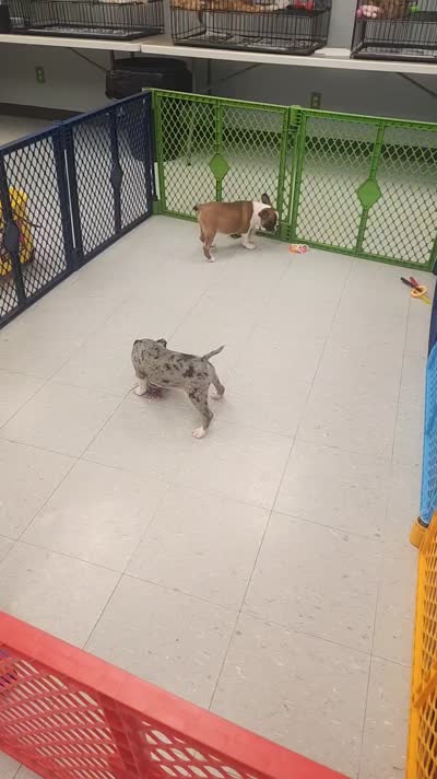 Sparkler, a female Boston Terrier for sale in Shawano, WI – 6 of 6