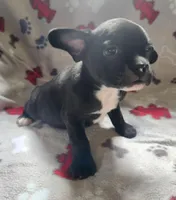 Blizzard , a male French Bulldog and Bugg for sale in Shawano, WI – Photo 3 of 3