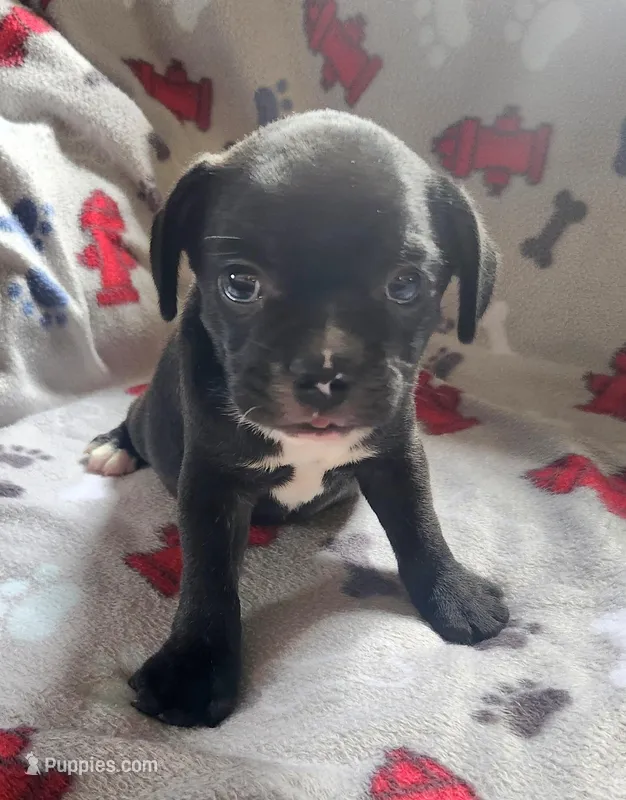 Blizzard  – French Bulldog, Bugg puppy for sale in Shawano, WI