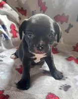 Blizzard , a male French Bulldog and Bugg for sale in Shawano, WI – Photo 1 of 3