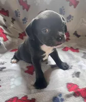 Blizzard , a male French Bulldog and Bugg for sale in Shawano, WI – Photo 2 of 3