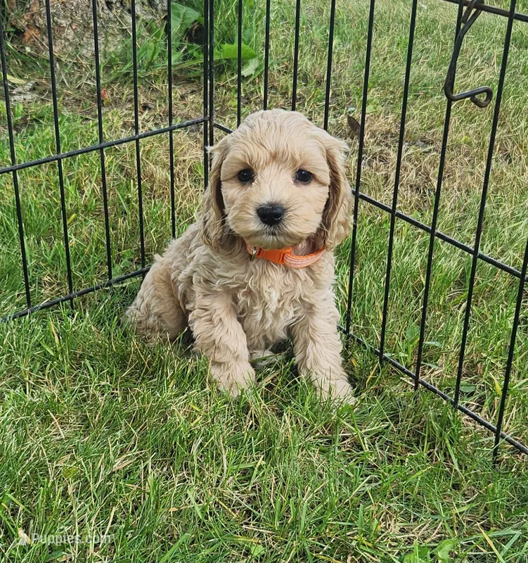 Ritz – Cockapoo puppy for sale in Shawano, WI