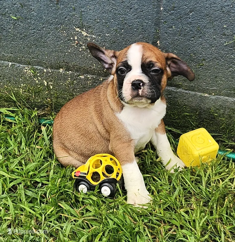 Jinn – Frenchton puppy for sale in Shawano, WI