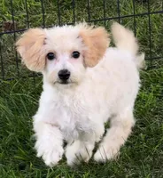 Polli, a female Bichpoo for sale in Shawano, WI – 4 of 4
