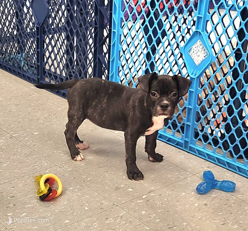 Blizzard  – French Bulldog, Bugg puppy for sale in Shawano, WI