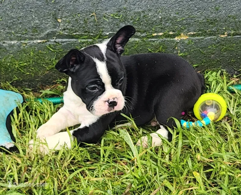 Jaxx – Frenchton puppy for sale in Shawano, WI