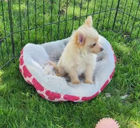 Pax, a male Pomeranian and Poodle - Toy  for sale in Shawano, WI – 3 of 4