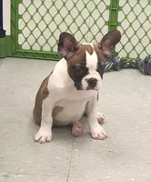 Jamm, a male Frenchton for sale in Shawano, WI – 2 of 5