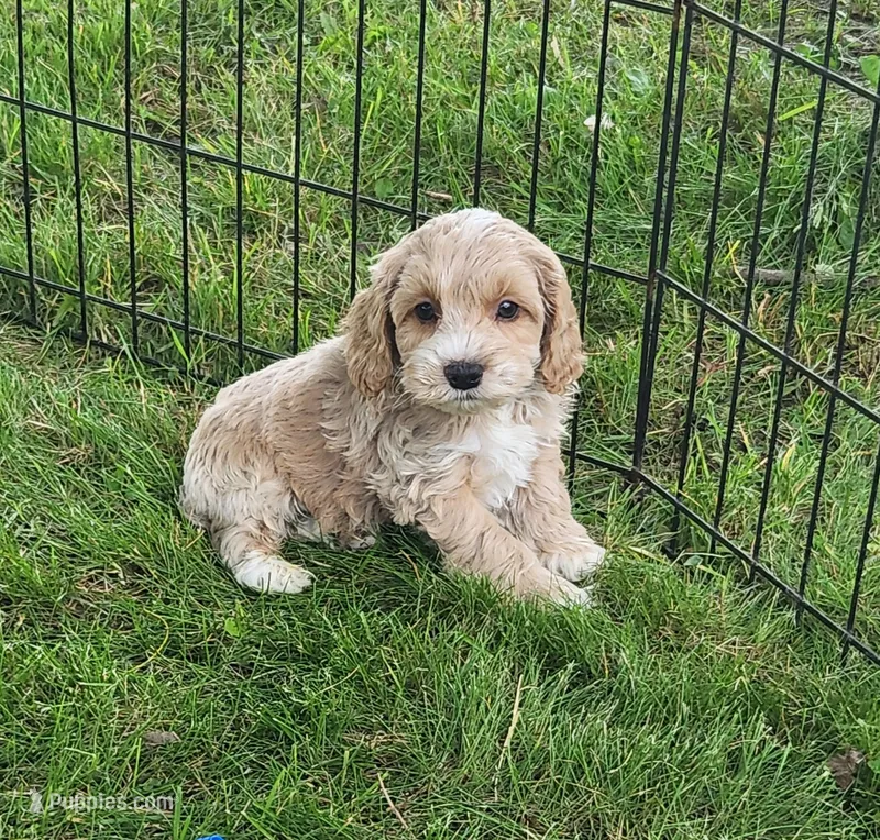 Keebler – Cockapoo puppy for sale in Shawano, WI