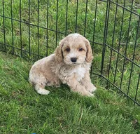 Keebler, a male Cockapoo for sale in Shawano, WI – 1 of 3