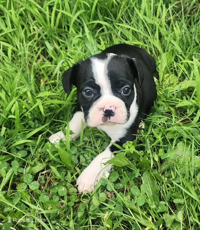 Jaxx – Frenchton puppy for sale in Shawano, WI