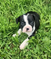 Jaxx, a male Frenchton for sale in Shawano, WI – 1 of 3
