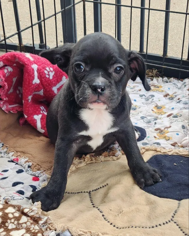 Blizzard  – French Bulldog, Bugg puppy for sale in Shawano, WI