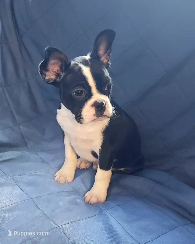 Jaxx – Frenchton puppy for sale in Shawano, WI