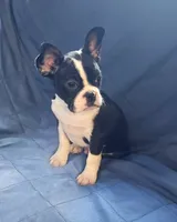 Jaxx, a male Frenchton for sale in Shawano, WI – 1 of 7