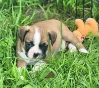 Jinn, a male Frenchton for sale in Shawano, WI – 7 of 8
