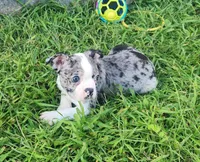 Sparkler, a female Boston Terrier for sale in Shawano, WI – 6 of 6
