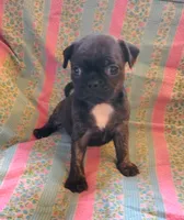 Lady bug, a female Boston Terrier and Bugg for sale in Shawano, WI – 3 of 3