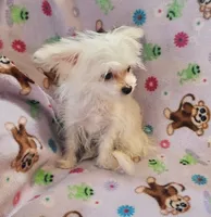 Prima, a female Chihuahua and Maltese for sale in Shawano, WI – 3 of 3
