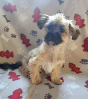 Peter, a male Shih Tzu and Yorkshire Terrier for sale in Shawano, WI – Photo 4 of 5