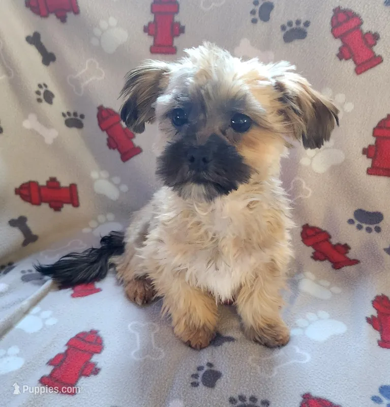 Peter, a male Shih Tzu and Yorkshire Terrier for sale in Shawano, WI – Photo 1 of 5