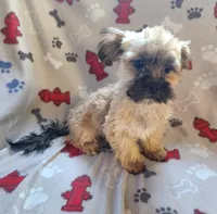 Peter, a male Shih Tzu and Yorkshire Terrier for sale in Shawano, WI – Photo 3 of 5