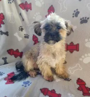 Peter, a male Shih Tzu and Yorkshire Terrier for sale in Shawano, WI – Photo 2 of 5