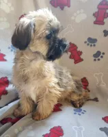 Peter, a male Shih Tzu and Yorkshire Terrier for sale in Shawano, WI – Photo 5 of 5