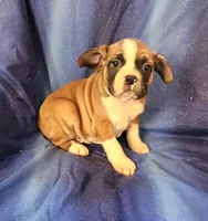 Jinn, a male Frenchton for sale in Shawano, WI – 1 of 8