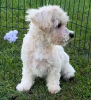 Creole, a male Maltipoo for sale in Shawano, WI – 4 of 5