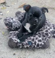 Cricket, a female Boston Terrier and Bugg for sale in Shawano, WI – 2 of 5