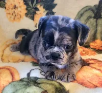 Olive, a female Boston Terrier and Bugg for sale in Shawano, WI – 2 of 4