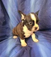Jebb, a male Frenchton for sale in Shawano, WI – 2 of 7