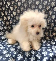 Kato, a male Bichon Frise and Pomeranian for sale in Shawano, WI – 4 of 4