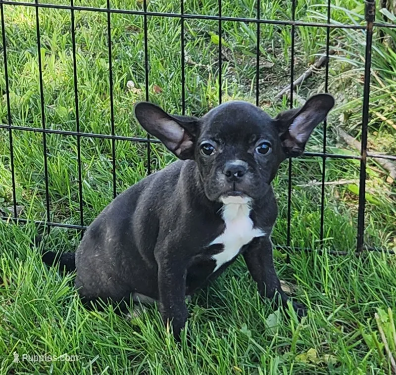 Blizzard  – French Bulldog, Bugg puppy for sale in Shawano, WI