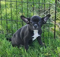 Blizzard , a male French Bulldog and Bugg for sale in Shawano, WI – 1 of 4
