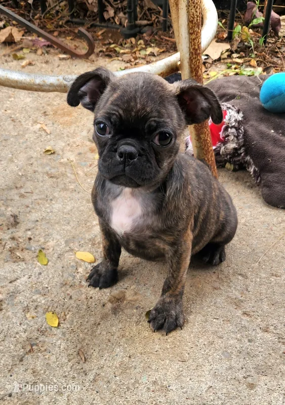 Katydid – Boston Terrier, Bugg puppy for sale in Shawano, WI