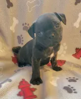 Grasshopper , a male Boston Terrier and Bugg for sale in Shawano, WI – 3 of 3